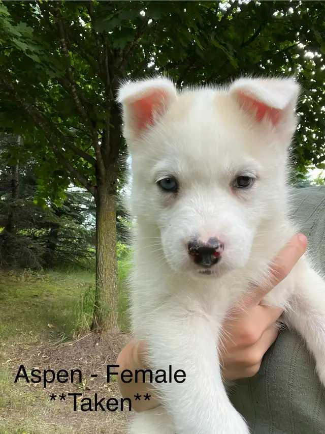 Pomsky Puppies - Ready for Homes July 18th in Dogs & Puppies for Rehoming in Markham / York Region - Image 6
