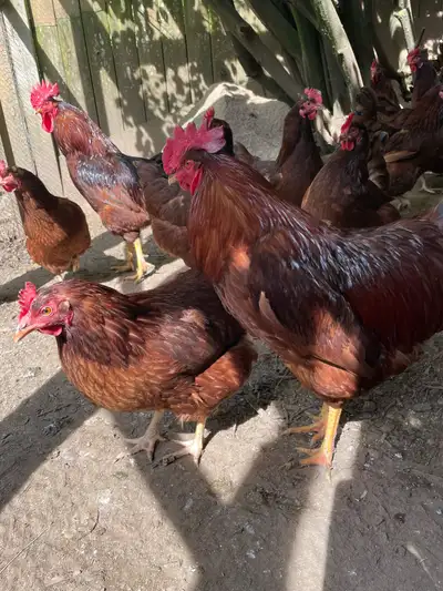 Rhode Island Red chicks pullets chickens hens layers, View more
