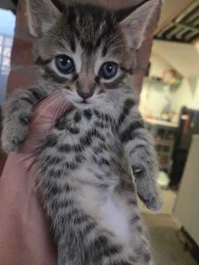 KIttens for rehoming, View more