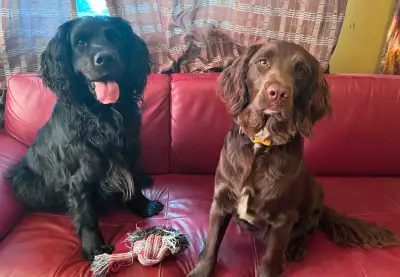 I have been breeding Spangold Retrievers for 15years. The breed originated in the UK and there are o...