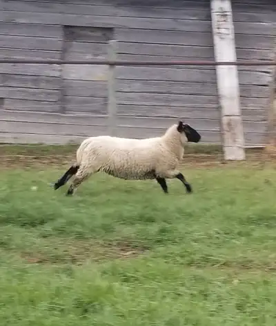 Rams For Sale!!!, View more