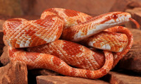 Corn snake serpent maïs