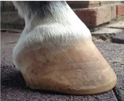 farrier taking new clients, View more