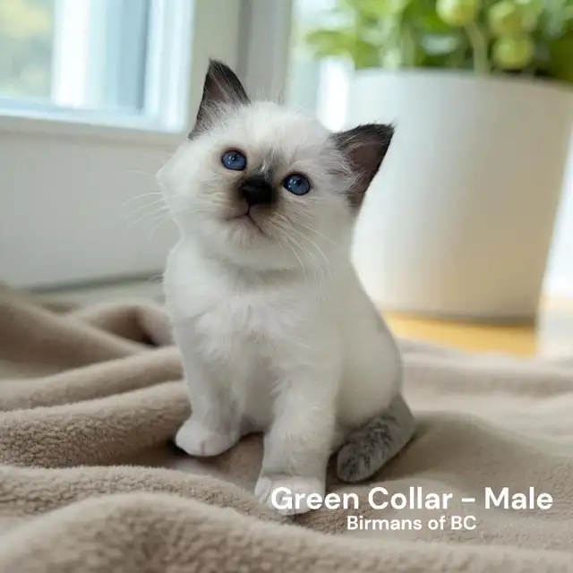 Purebred Birman Kittens