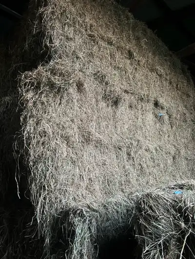 second cut Grassy mix hay, View more