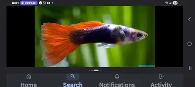 Guppy Fishes, View more