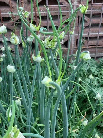 Egyptian Walking Onion - Fundraiser for Grow Calgary, View more