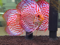 Shrimplover & Tropical fish- Weekly live stock list