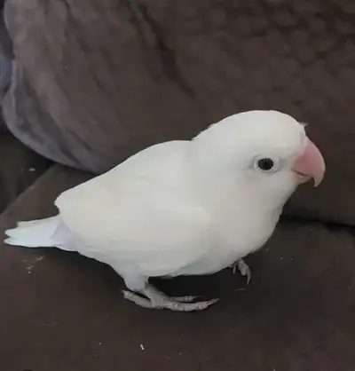 White fischer Lovebirds(looking for), View more