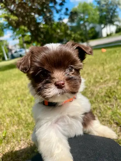 Shorkie/Cavalier Puppies, View more
