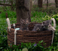 Adorable kittens 