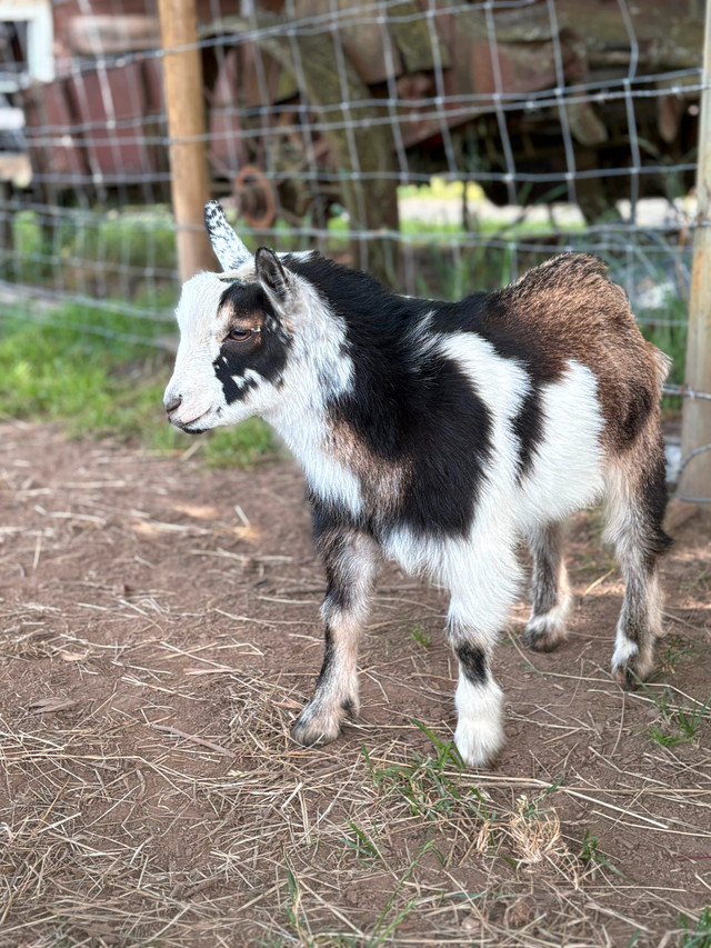 Nigerian Dwarf Goat Wethers in Livestock in Chilliwack - Image 3