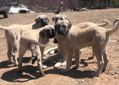 Kangal pureblood pups, View more