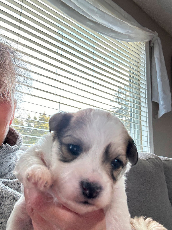 Morkie/Bichon puppy dans Dogs & Puppies for Rehoming in St. John's - Image 4