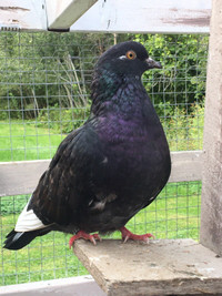 PIGEONS FOR SALE $480 - Pickering