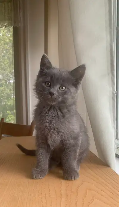 Kittens for Sale, View more