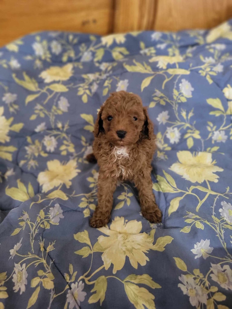 Toy poodle Dogs & Puppies for Rehoming Hope / Kent Kijiji