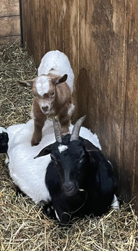 Myotonic “Pure Fainting” goats