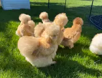 Fluffy purebred Silkie chicks from show quality hens & roosters 