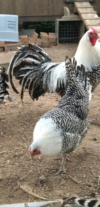 Silver Deathlayer (Westfälischer Totleger) chicks  