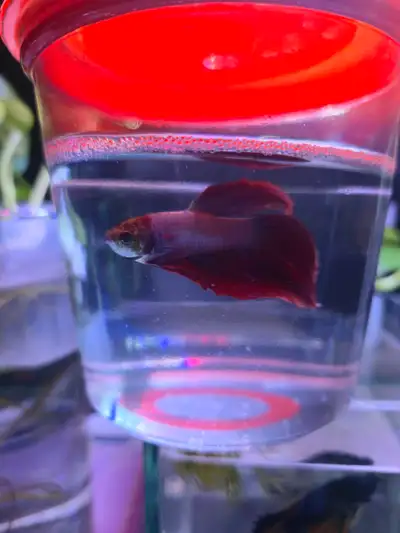 Male & Female betta fish for sales. $7 each or 2 for $10
