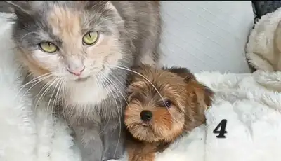 *1 Left!*  Tiny Yorkie X Maltipom Puppies!, View more