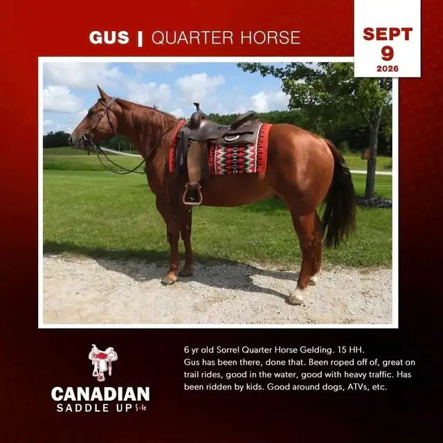 Broke Horses For Sale in Horses & Ponies for Rehoming in Owen Sound - Image 6