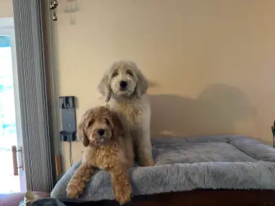F1B Golden doodle with 2 DAPP vaccine, View more