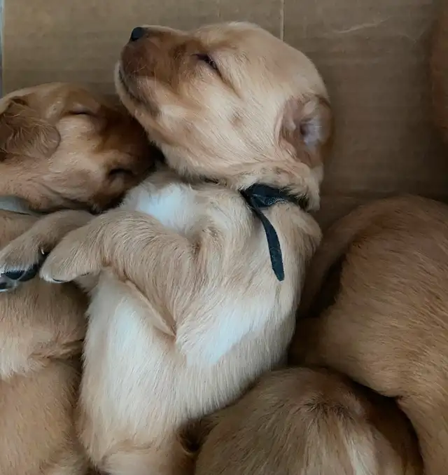 Golden retriever puppies in Dogs & Puppies for Rehoming in Winnipeg - Image 6
