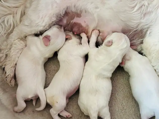Maltese puppies in Dogs & Puppies for Rehoming in Winnipeg - Image 9