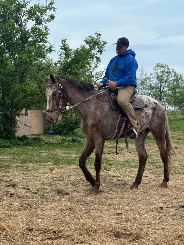 Appaloosa gelding in Horses & Ponies for Rehoming in Kawartha Lakes - Image 6