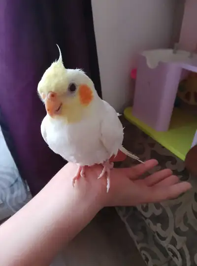 cockatiel birds, View more
