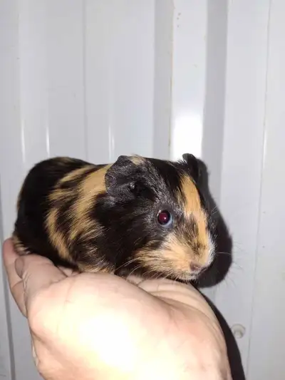 Baby guinea pig, male, 4 weeks old, View more