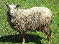 Ewes, lambs (ewes, rams)