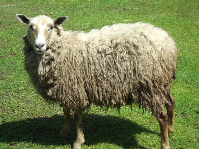 Ewes, lambs (ewes, rams) in Livestock in North Bay