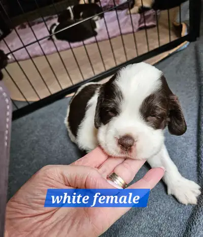 Update... just 2 pups left looking for homes they are 2.5 weeks old their eyes are open and starting...