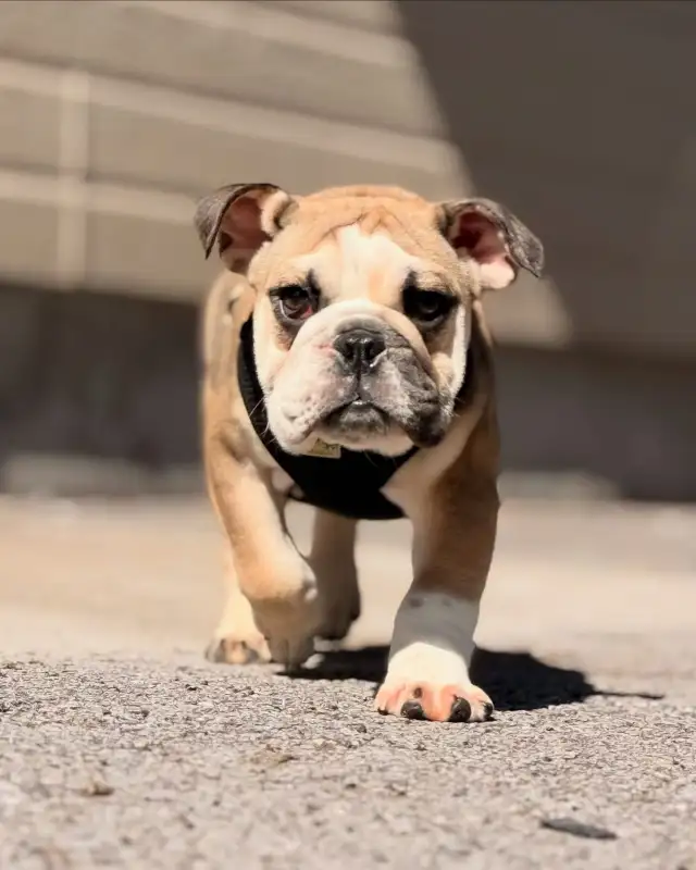 Bulldog Anglais in Dogs & Puppies for Rehoming in Laval / North Shore - Image 4