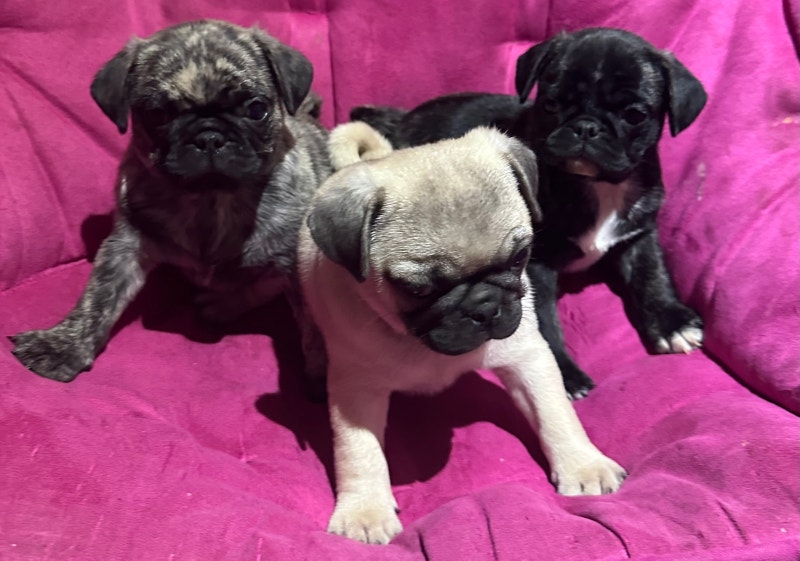 Pug Puppies Dogs & Puppies for Rehoming Lethbridge Kijiji
