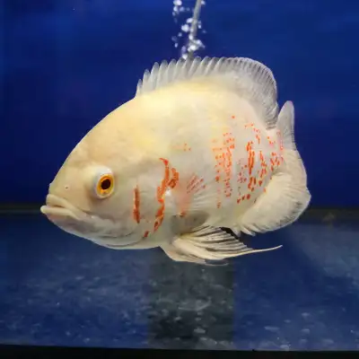 albino Oscar, View more