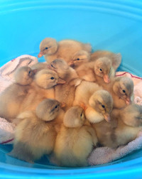Saxony Ducklings - A Heritage Duck Breed