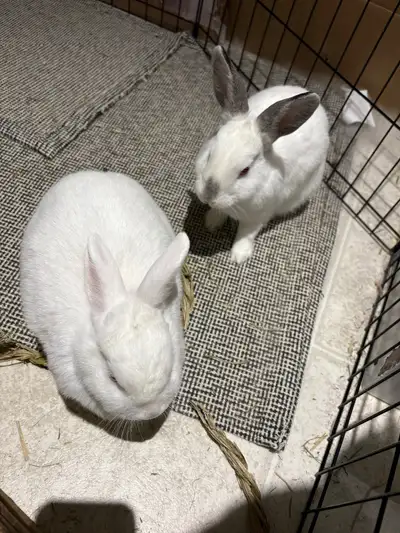 bunny adoption, View more