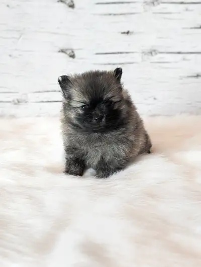 Chiot Spitz Nain (Poméranien), View more