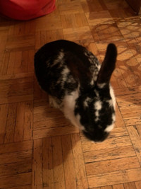 Bunny in need of a home 