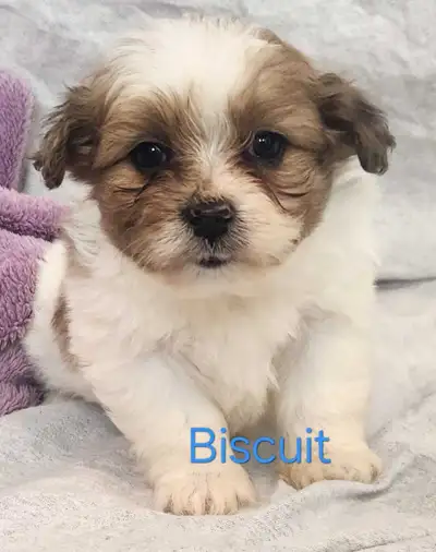 shihpoo puppies, blue eyes, View more