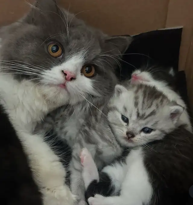 British short hair kitten / long hair in Cats & Kittens for Rehoming in Vancouver - Image 10