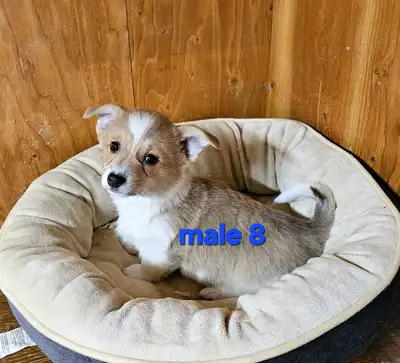 Pembroke Welsh Corgi puppies, View more