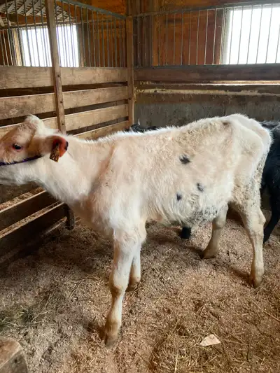 Holstein heifer 7 months old, View more