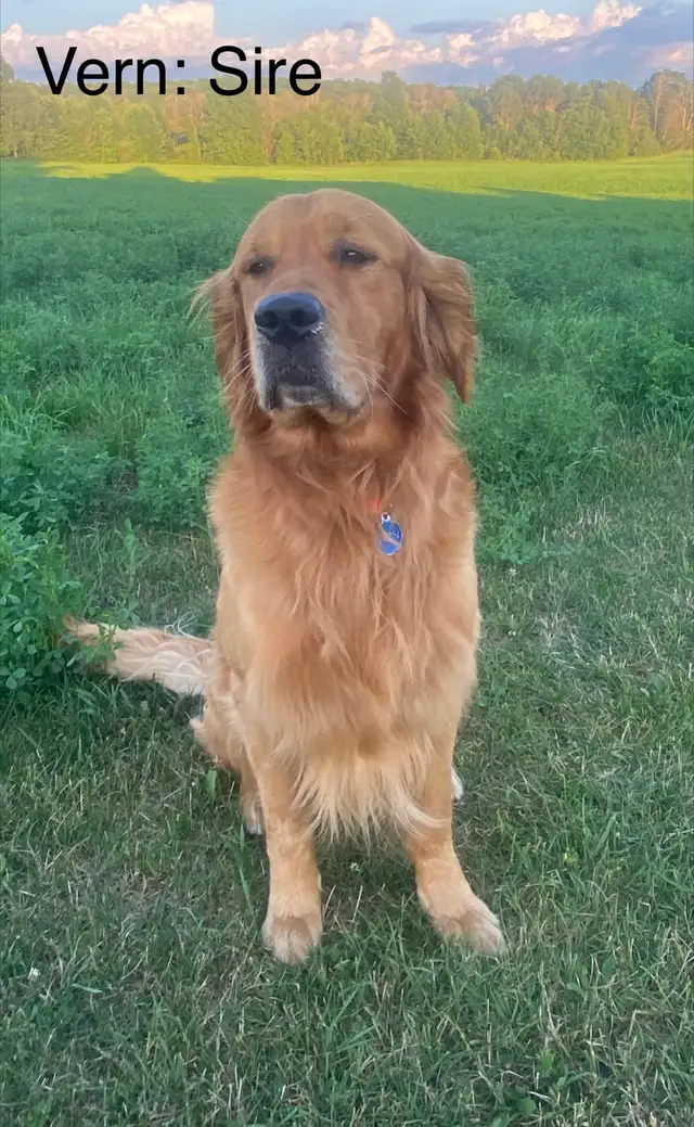 Golden Retriever Puppies in Dogs & Puppies for Rehoming in Owen Sound - Image 4