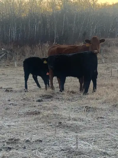 Family looking for an opportunity to ranch. Are you elderly and wanting to slow down, looking for a...