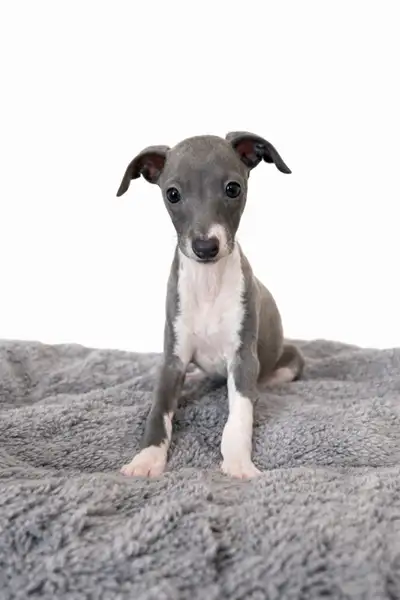 Lévrier Italien / Italian greyhound, View more